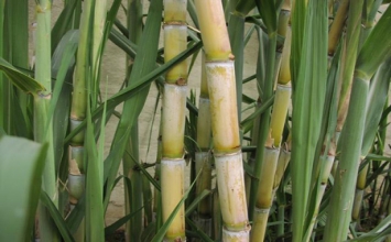Thuốc chữa bệnh từ cây mía